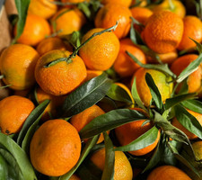 16 kg Mandarini siciliani Bio