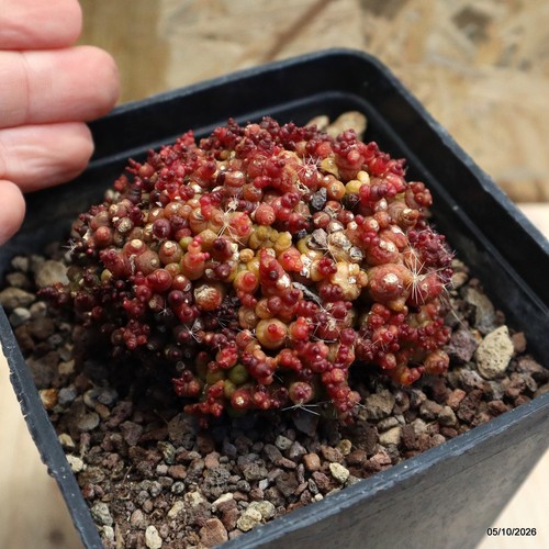 Mammillaria bocasana fred