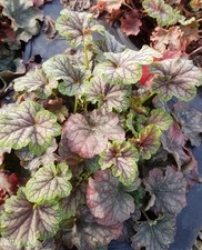 Heuchera micrantha emerald - heuchera, 'emerald