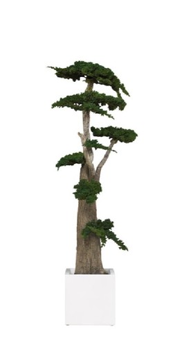 Pianta ginepro stabilizzata - di,
