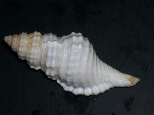 Monoplex corrugatus wonderful - monoplex,