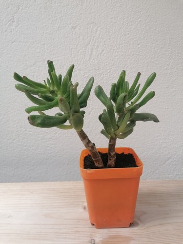 Pianta grassa crassula cv - pianta,