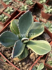 Rara pianta succulenta agave