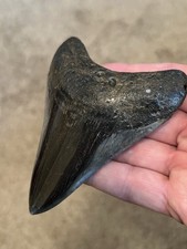 Autentico dente Megalodonte