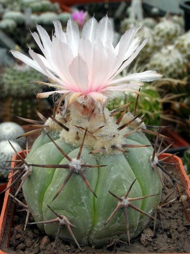 Echinocactus horizonthalonius