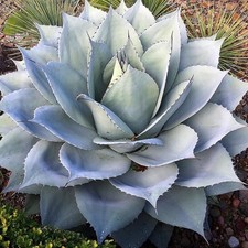 Agave Ovatifolia (vaso da 3 L) - FOTO REALI