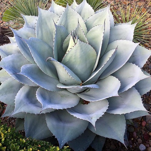 Agave ovatifolia - (vaso, da