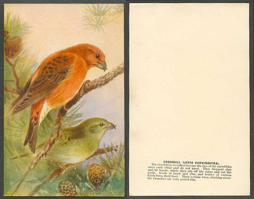 Crossbill bird roland green - crossbill, bird,