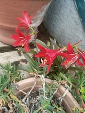 Bulbo di Hippeastrum "Amarillys"  rosso  min. 2 cm