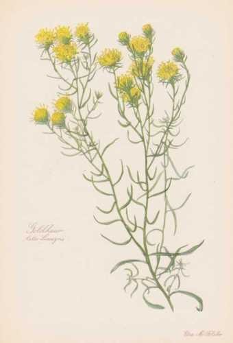 Aster linosyris gold - aster,
