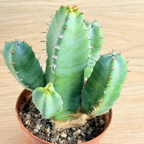 Euphorbia resinifera pot - resinifera, ,