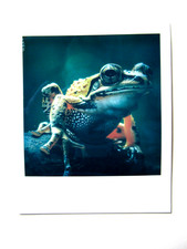 N. ARAKI: POLAROID ORIGINALE