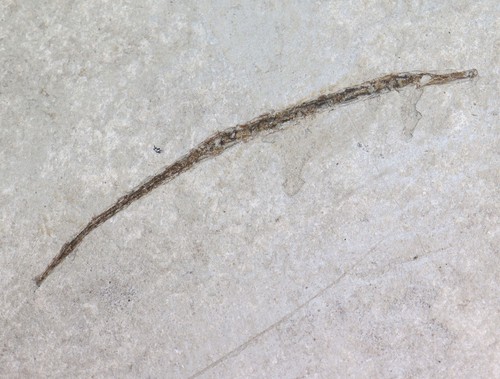 Pesce syngnathus acus - syngnathus,