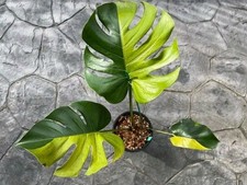 QR 2889ZD Monstera deliciosa