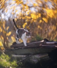 KMZ Petzval Modification Helios 44-2 f.2/58 obiettivo sovietico Dreamy Swirly Bokeh M42