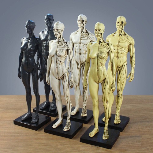Anatomia umana anatomica - , testa