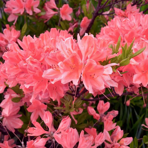 Quart azalea blaauw - 2.5,