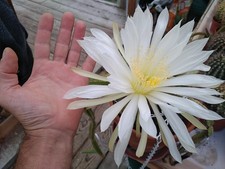 Selenicereus testudo Hybride-Echinopsis,Trichocereus