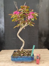 Bonsai melo fiore - bonsai, rosso