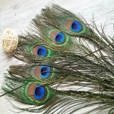 Plumes de Paon naturelles