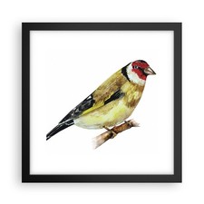 Poster 30x30cm Cardellino