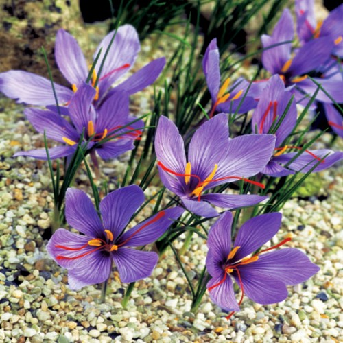 Bulbi fiori cipolle piante - di,