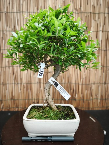 Bonsai melograno 37cm - di,