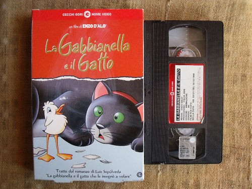 Gabbianella gatto di - -,