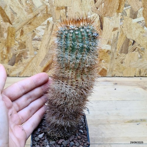 Notocactus rutilans vaso - notocactus, cm
