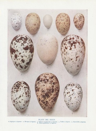 Vogeleier ziegenmelker upupa - vogeleier,