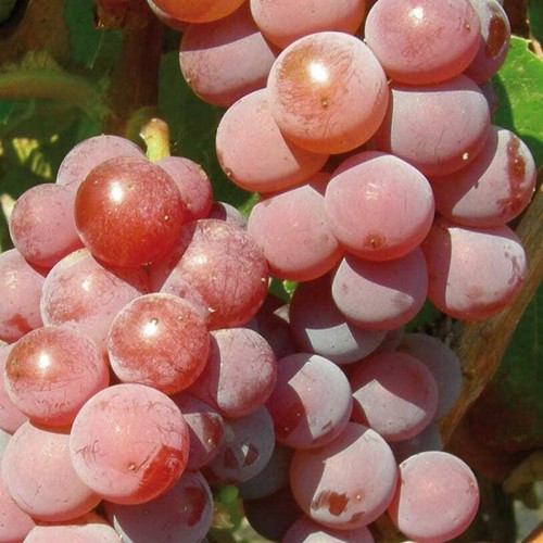 Vite canadice senza - vite, 2l