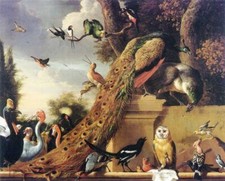 Oil painting owl magpie sparrow Peacock Bird-Concert-Melchior-dHondecoeter art