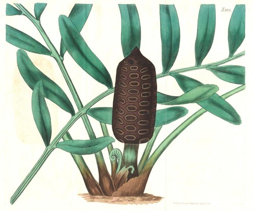 Zamia integrifolia