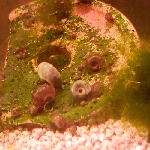 Lumache planorbarius grandi - lumache,