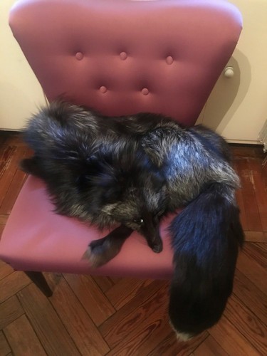 Pelliccia stola volpe - stola, di