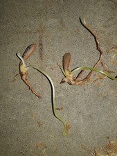 Zamia pseudoparasitica, 2 semi