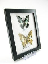 2 farfalle vere, imbottite