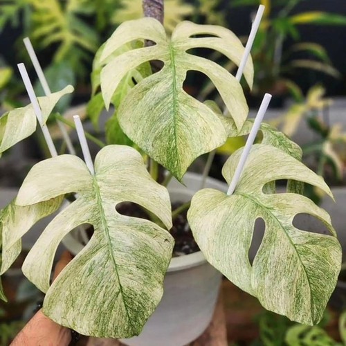 Monstera mint albo house - mint,