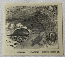 small 1885 magazine engraving