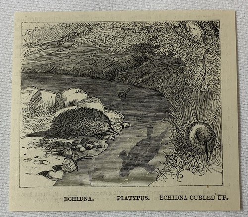 Piccola incisione rivista 1885 - incisione,