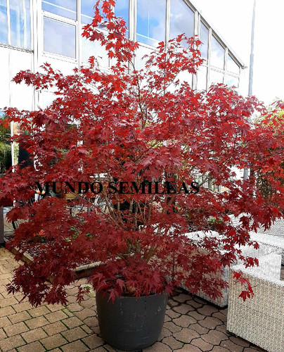 100 semi acero giapponese - giapponese,