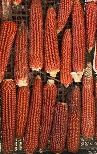 Semi mais pignoletto rosso - pignoletto,