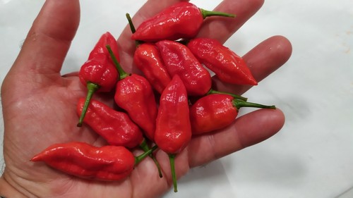 Naga morich semi seeds - 40,