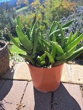 5 piante aloe arborescens