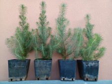 Pinus pinea Pino Domenico Pino