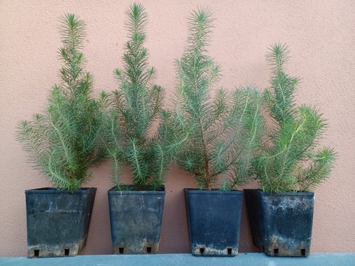 Pinus pinea pino domenico - pinus,