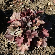 Cherry cola heuchera - cherry,