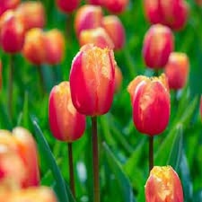 8 bulbi di TULIPANI LAMBADA