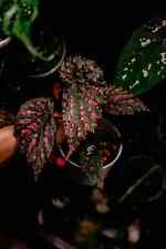 Sale2108 Begonia negrosensis