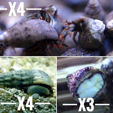 ✅Pack Pulitori Detritivori Alghivori Acquario Marino contro le alghe invasive